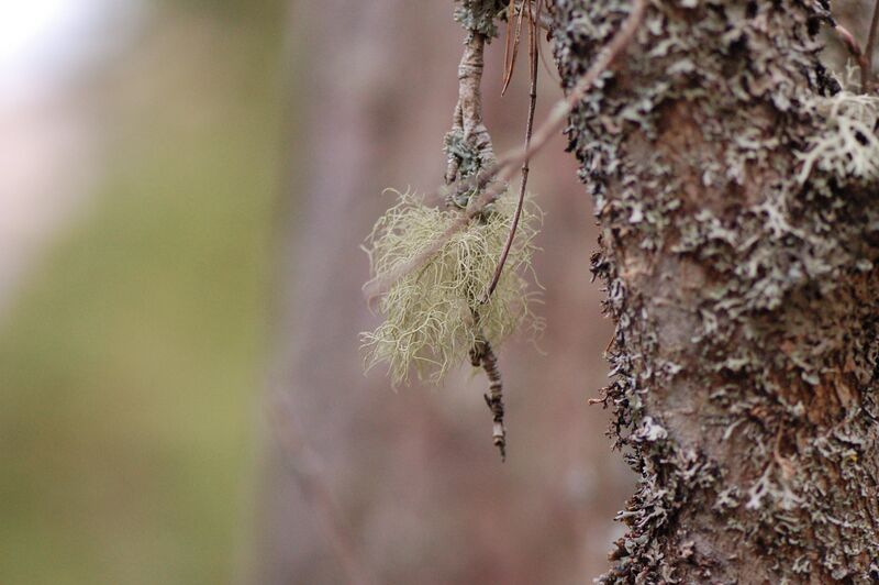 Tiedosto:Lichen-on-a-tree.jpg